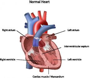 heart diagram